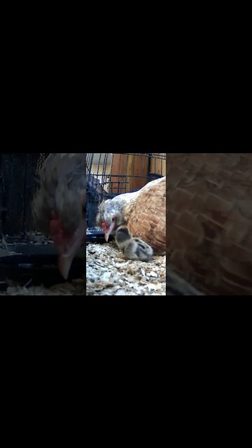 The secret lives of baby sebright chicks