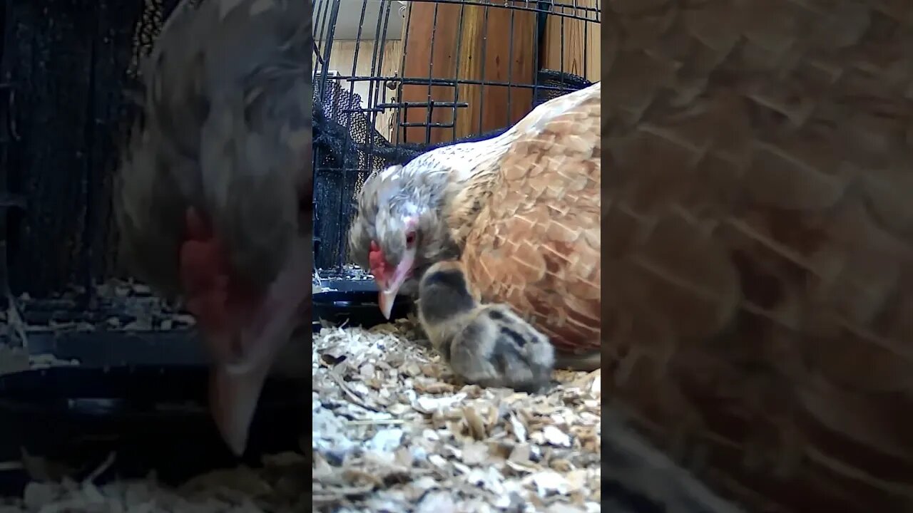 The secret lives of baby sebright chicks