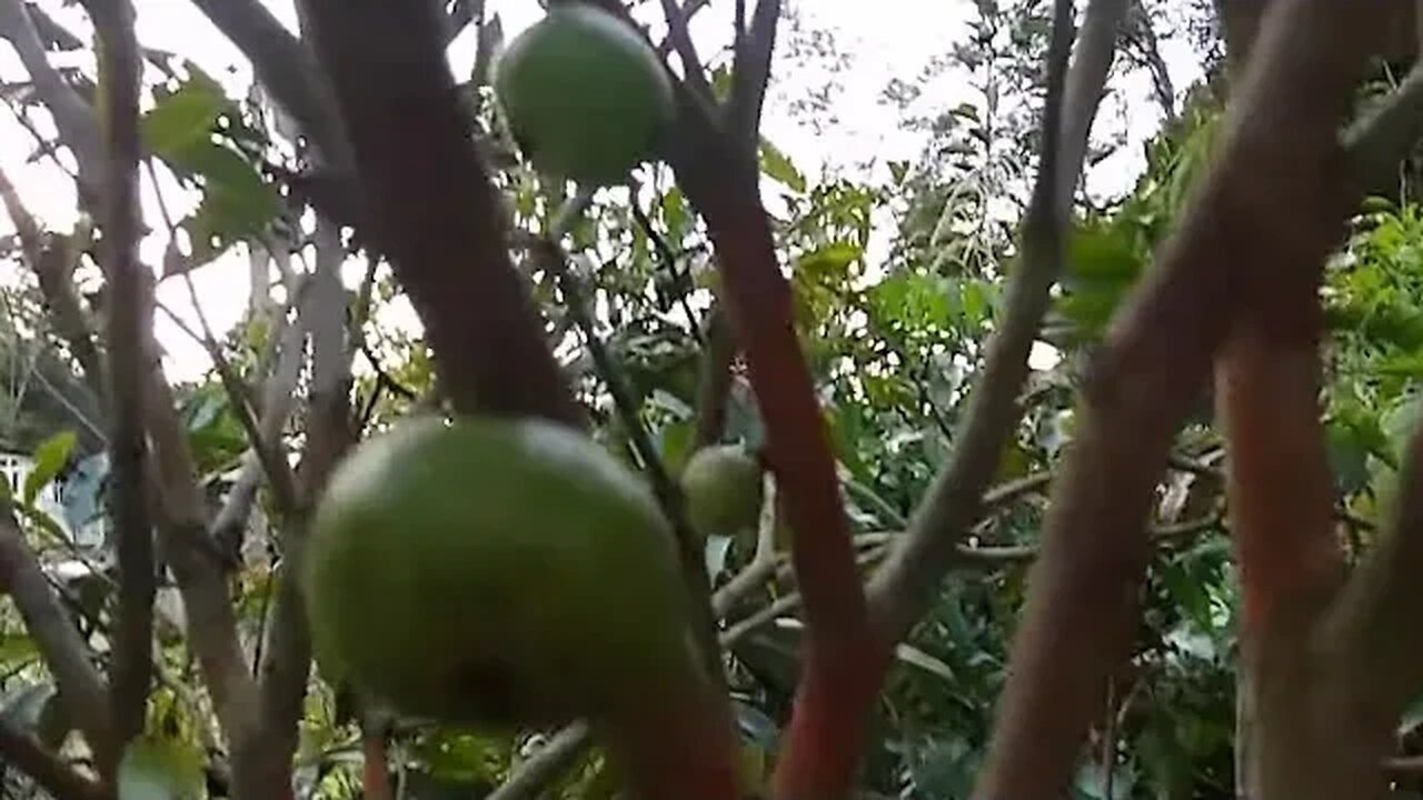 como eu faço para minhas frutíferas vingar frutas em vaso Cambucá jabuticaba caqui atemoia pera...