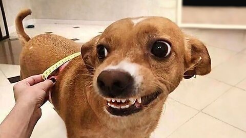 ANIMALS Doing The FUNNIEST Things To Brighten Up Your Day!