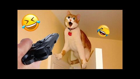 Hilarious Animal Videos 🤣Part #62