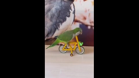 Champion 💪🏆 parrot😲