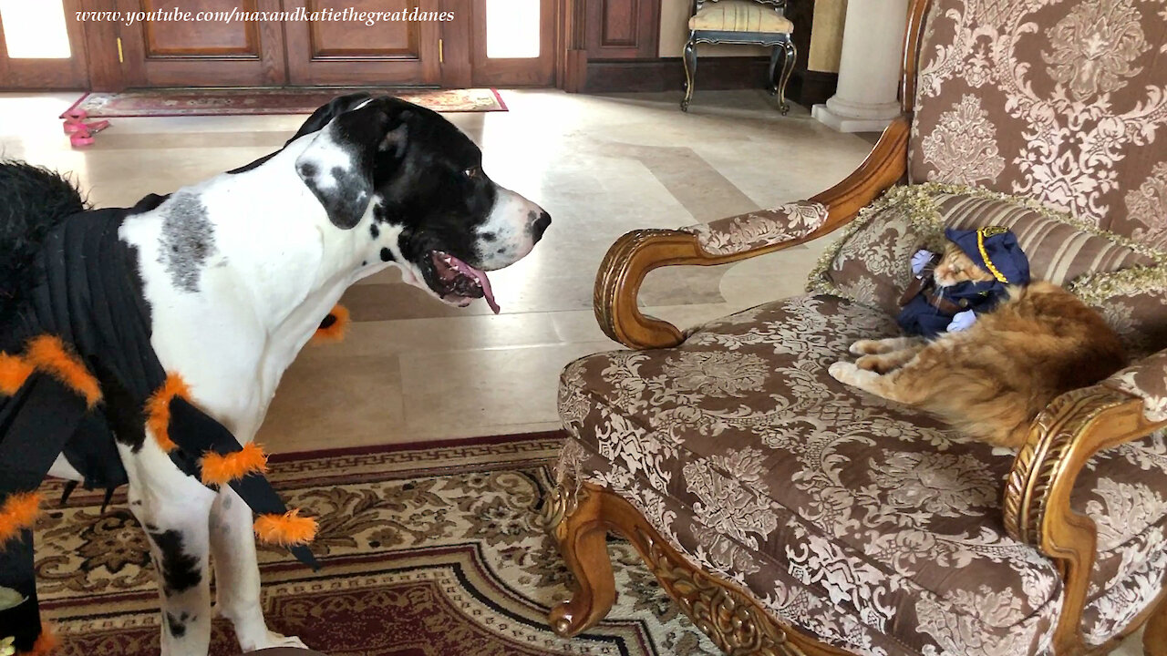 Talkative Great Dane Obeys Cat In Police Officer Halloween Costume