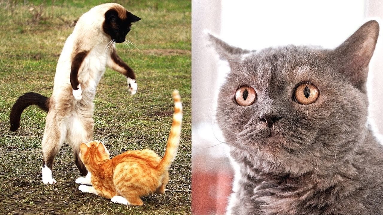 Cats Doing Funny Things, Try Not to Laugh (February 2021) Cute and Funny Anim