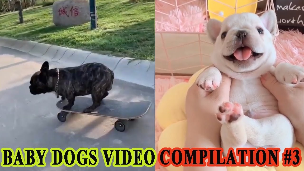 Baby Dog Video Collection of cute pets and funny animals 2020 # 3 FOND OF ANIMALS