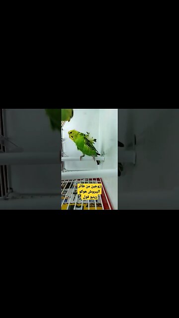 مسابقة أحسن طائر بيروش هوكو بورطو كلير روعة