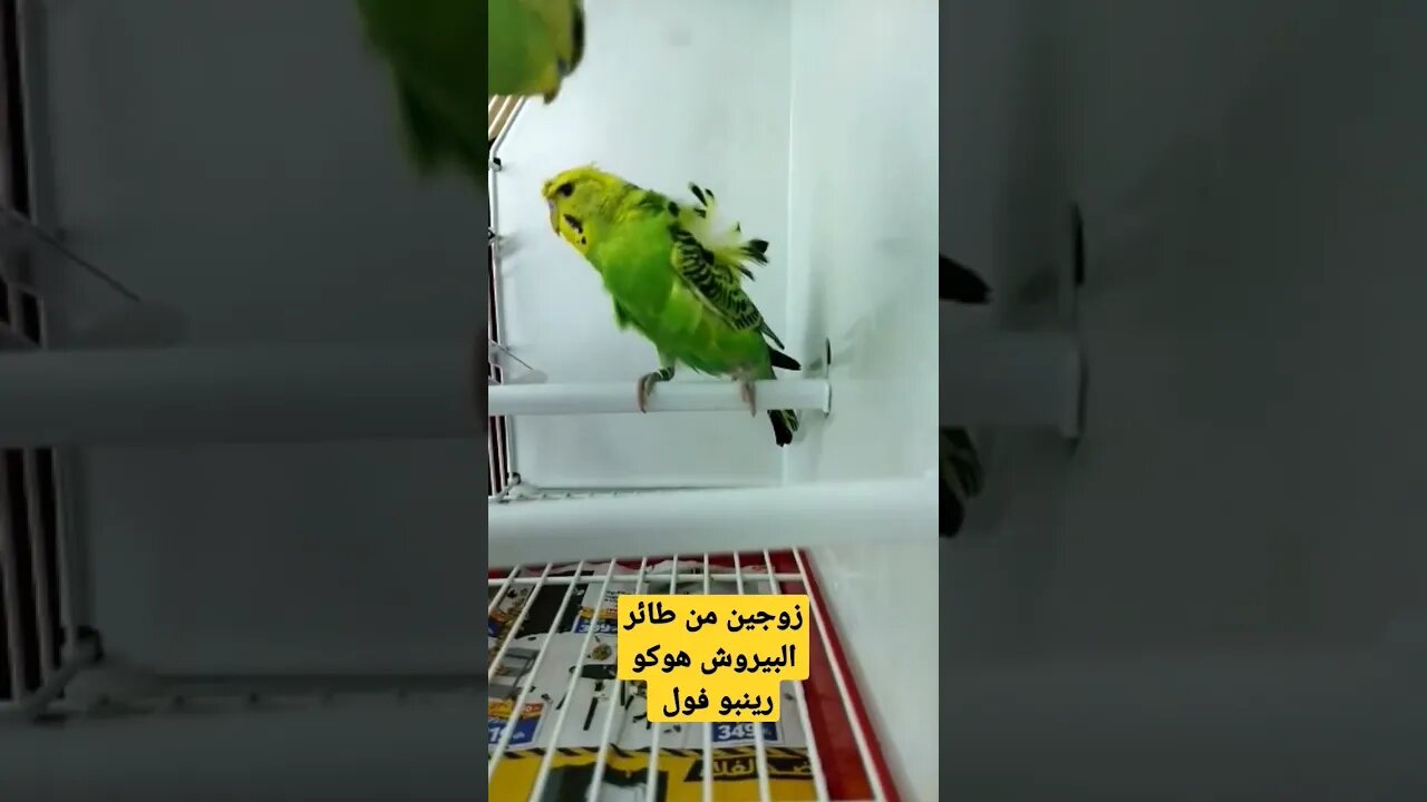 مسابقة أحسن طائر بيروش هوكو بورطو كلير روعة