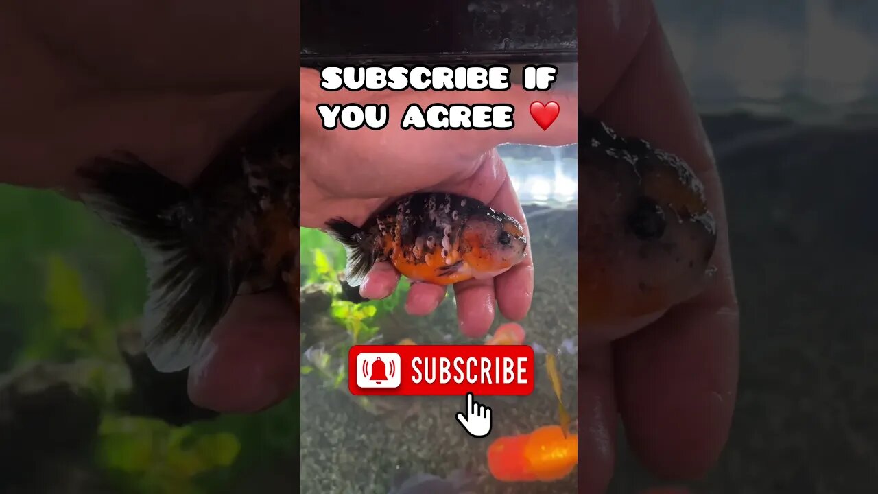 DROP A SUB AND SHOW SOME LOVE ❤️ #fancygoldfish #goldfish #aquarium # #ranchugoldfish #fishlovers