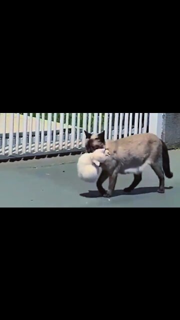 Siamese mama cat traveling !!