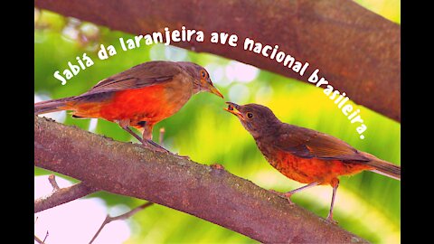 - Brazilian national bird thrush orange.