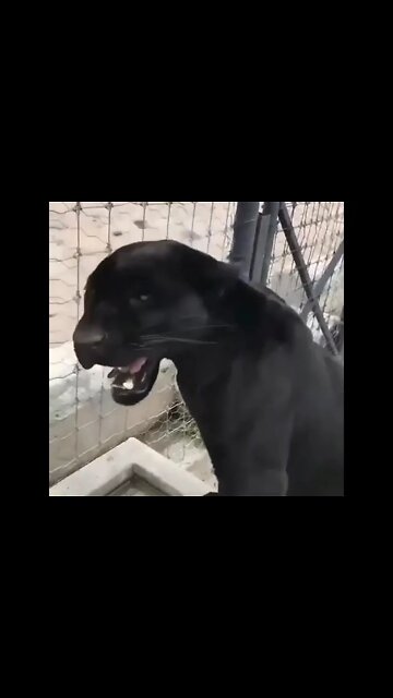 Roar Of Black Jaguar 🐆#Shorts #ytshorts #UbertainmentFun #Dogs #Animals #Fun