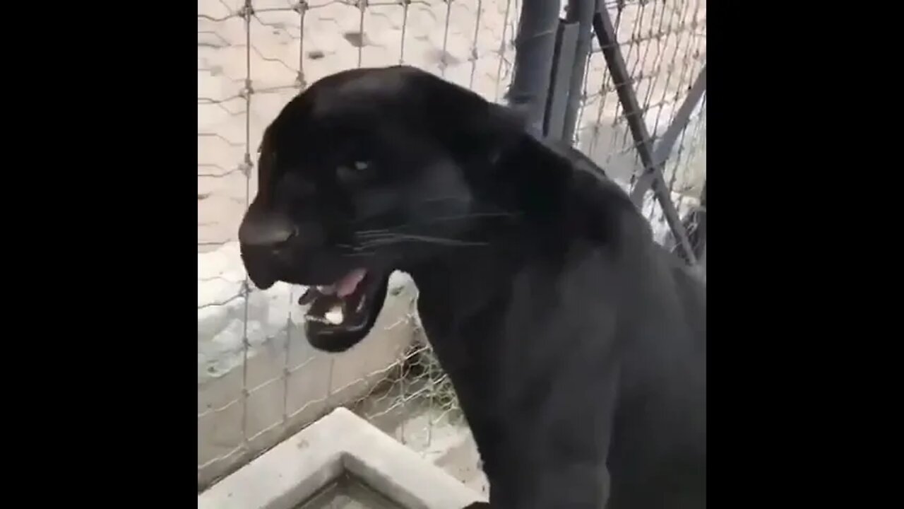 Roar Of Black Jaguar 🐆#Shorts #ytshorts #UbertainmentFun #Dogs #Animals #Fun