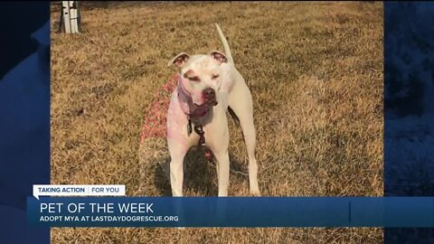 Meet Mya our Pet of the Week