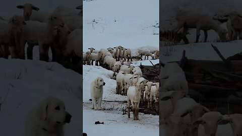 a guard dog and his sheep