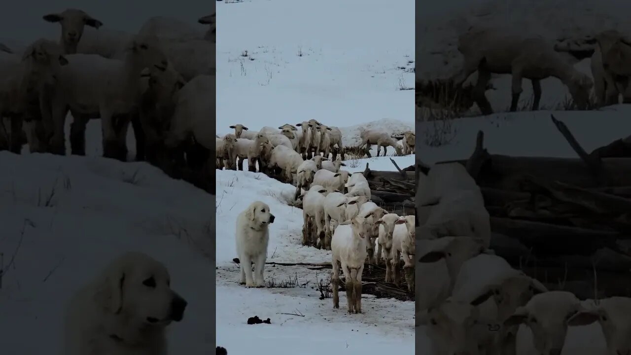 a guard dog and his sheep