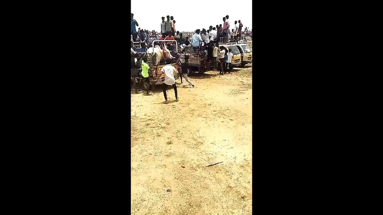 jallikattu #manjuvirattu #official #rekalarace #tamil #tamilnadu #sevalsandai #kaalai