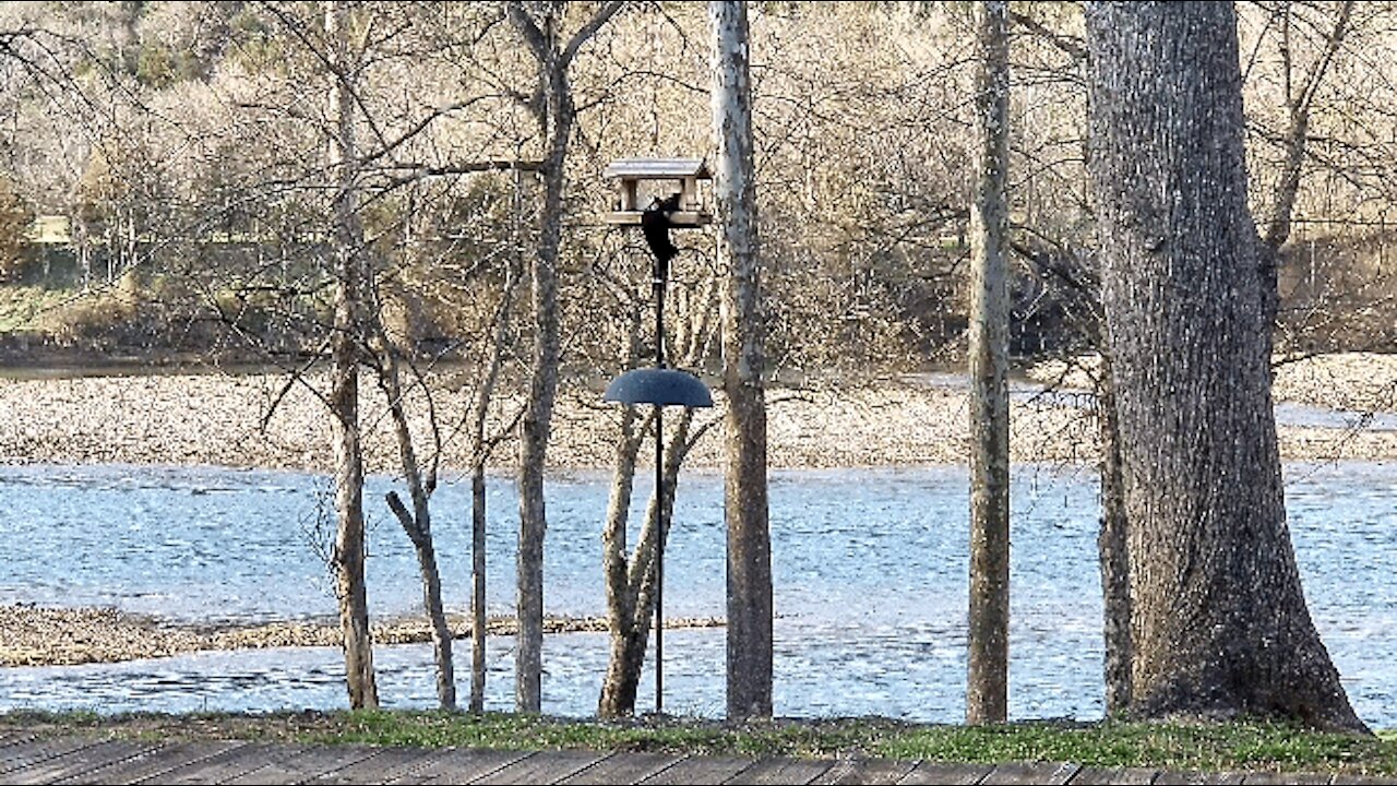 PETE AT THE FEEDER IN THE OZARKS