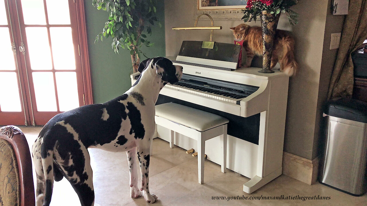 Funny Cat and Great Dane Have a Stare Down