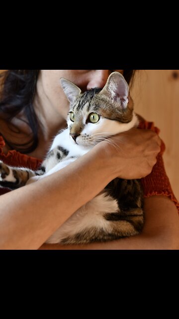 Carlito kitty loves to be kissed