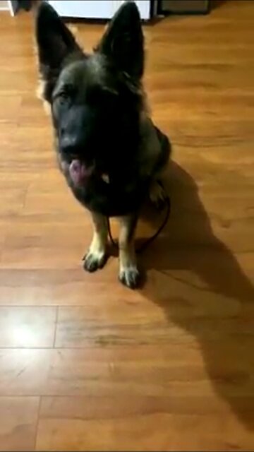 Adorable dog friendly training wow