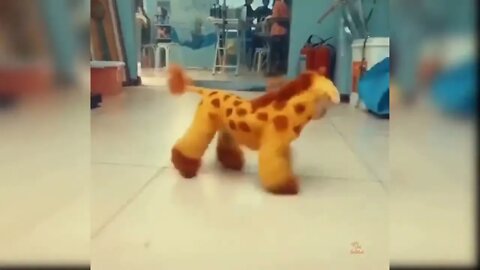 Baby Dogs - Cute and Funny Dog Videos Compilation