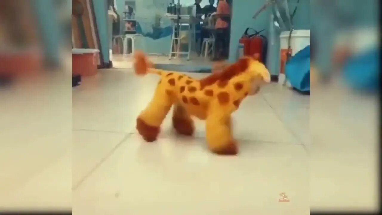 Baby Dogs - Cute and Funny Dog Videos Compilation