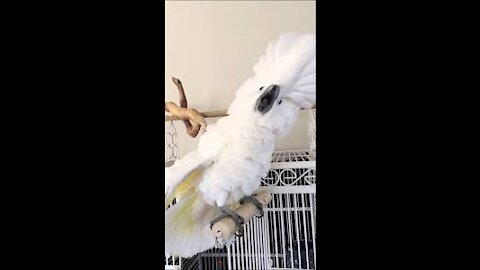 Cockatoo artist funny