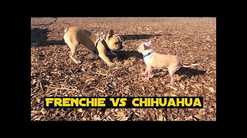 French Bulldog vs Chihuahua | Gone Wrong!