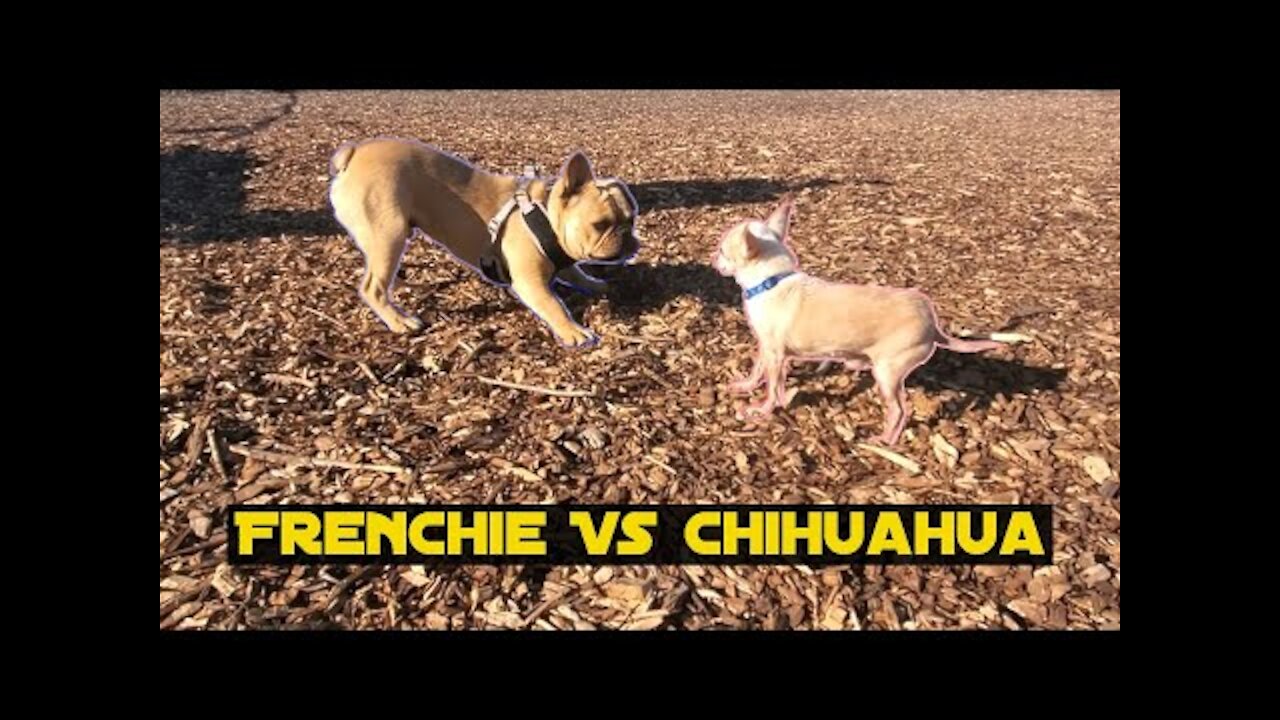 French Bulldog vs Chihuahua | Gone Wrong!