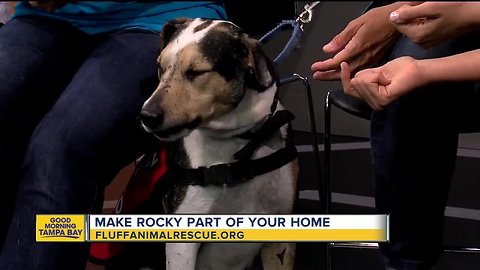 Rescues in Action: Rocky