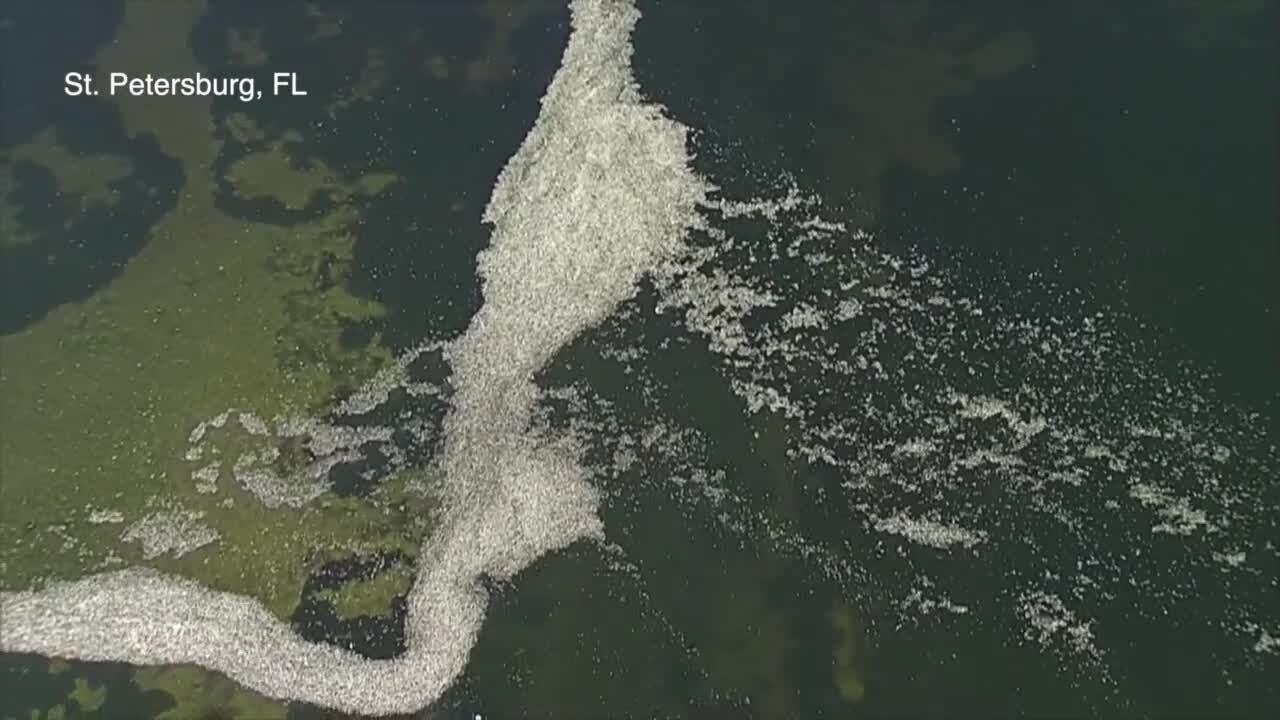 Thousands of fish dead in St. Petersburg due to red tide