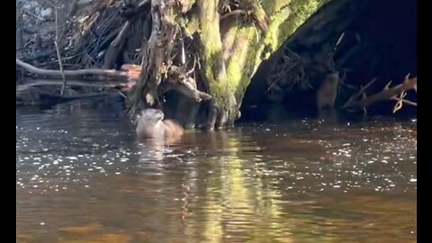 Otters and Steelhead