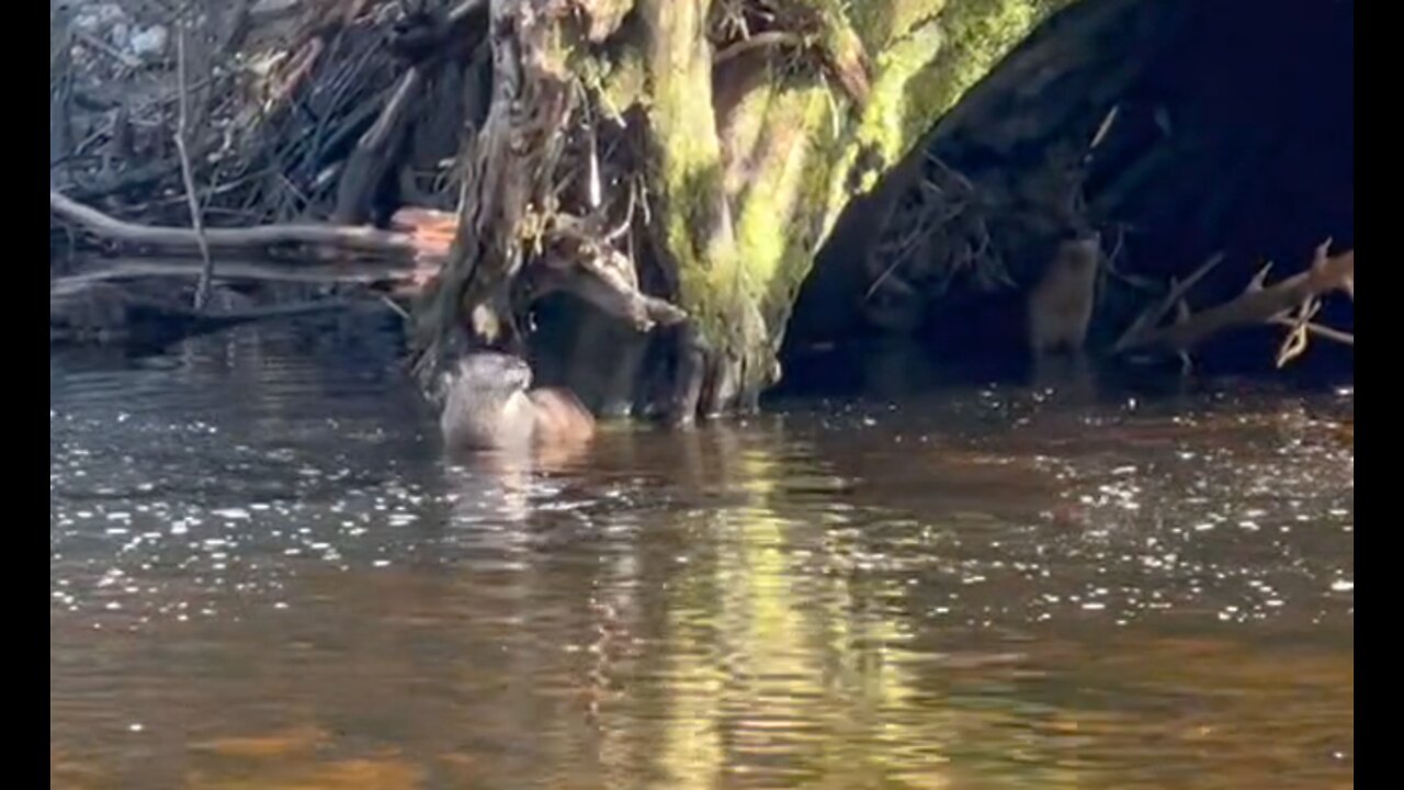 Otters and Steelhead