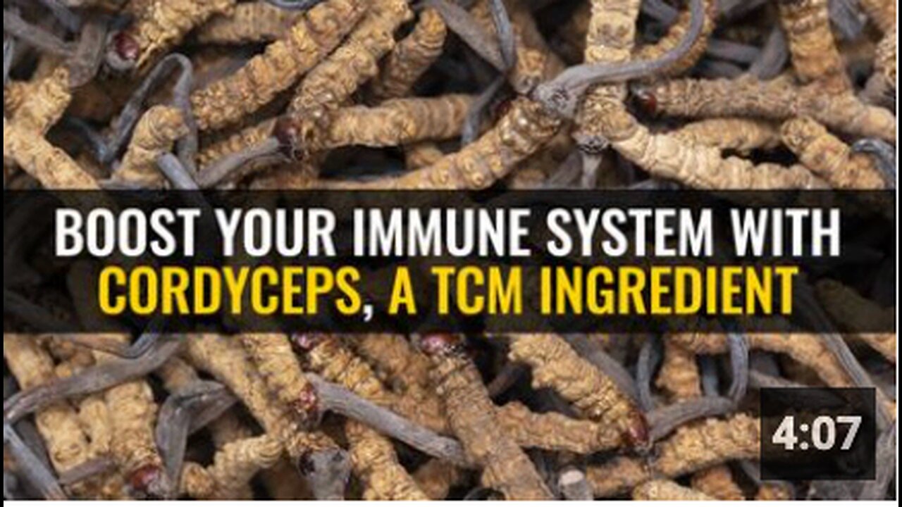 Boost your immune system with Cordyceps, a TCM ingredient
