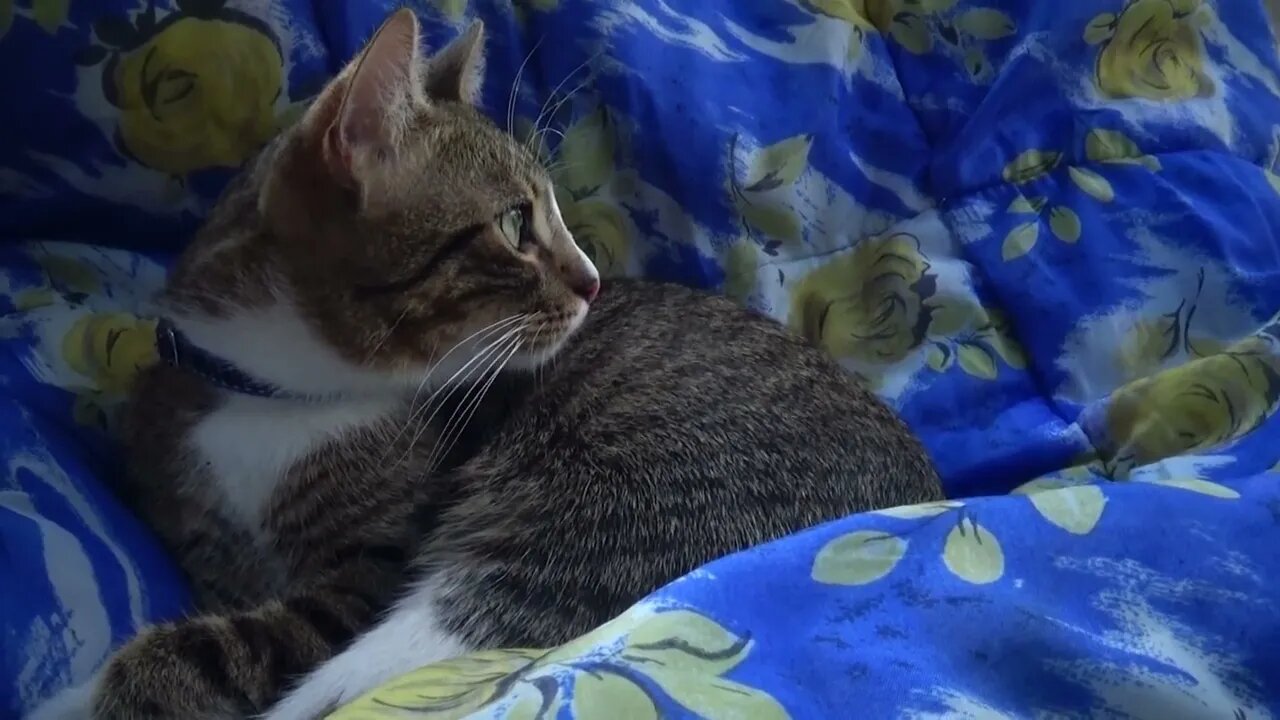 Kitten Sits on Picnic Blanket and Watches the Cars