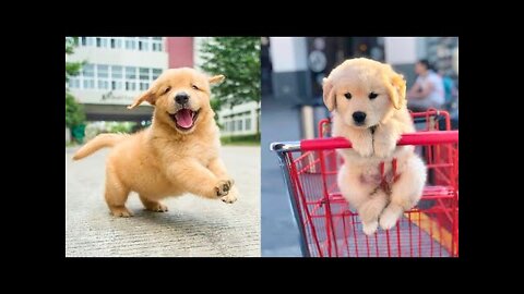 Baby Dogs - Cute and Funny Dog Videos Compilation | Aww Animals