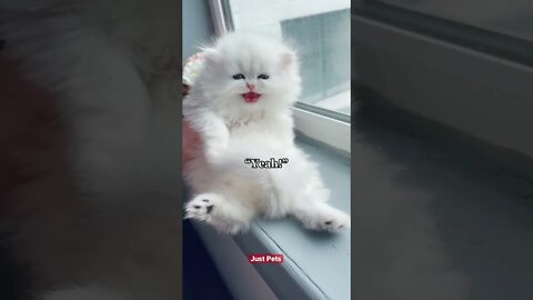 Cutest 🥰 Persian Cat 🐈 #cute #funnyanimals #tiktok #funnyvideos #viral