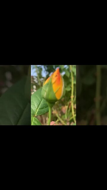 Beautiful yellow-pink rose bud- i love roses-awesome flowers #rose #flowers