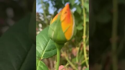 Beautiful yellow-pink rose bud- i love roses-awesome flowers #rose #flowers