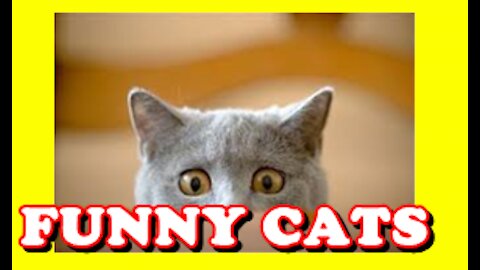 CUTE AND FUNNY KITTENS - TRY NOT TO LAUGH