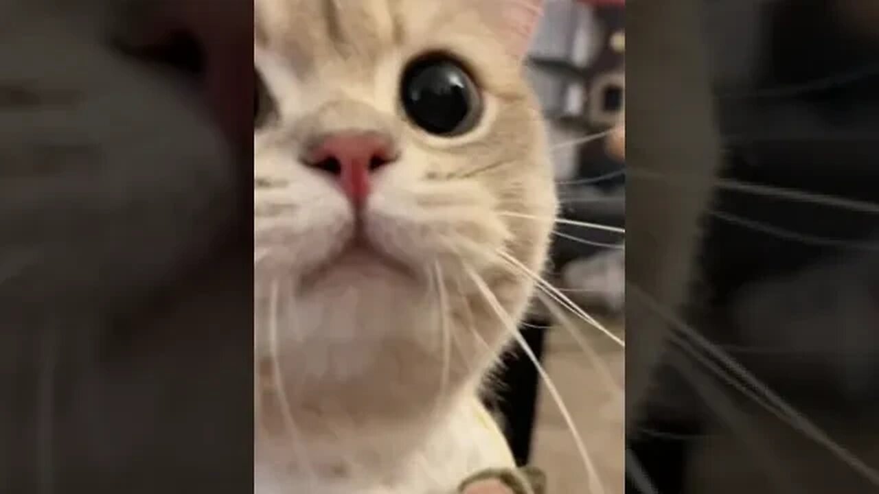 CAT VIDEO