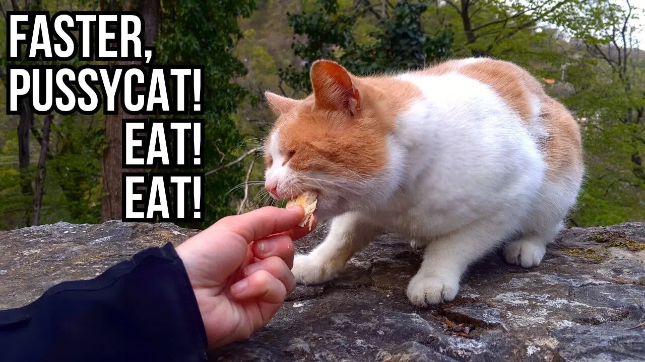 Feeding Stray Cats - Faster, Pussycat! Eat! Eat!