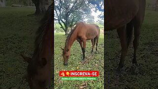 Égua Árabe ( Jady ) #shorts #roça #animals #bicho #agro #haras #agropecuaria #confinamento #fazenda