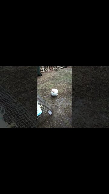 Duck in a bucket