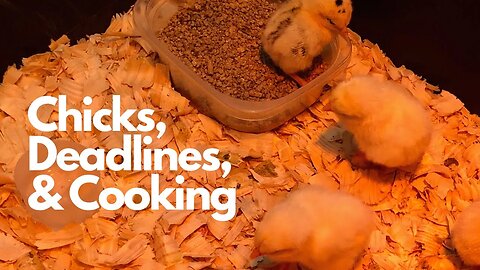 This week on the Farm - Hatching Chicks, Deadlines, and Cooking