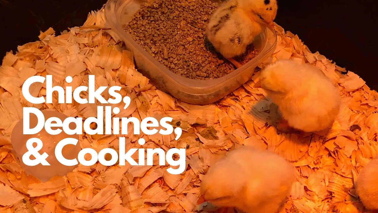 This week on the Farm - Hatching Chicks, Deadlines, and Cooking