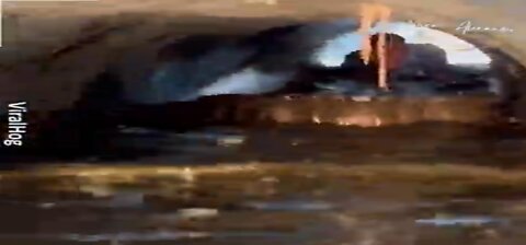 Alligators in action 🎬 😳