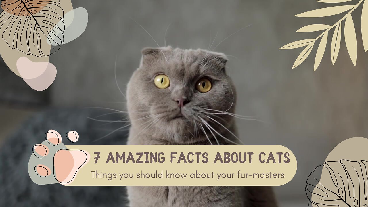 7 facts about cats that will blow your mind