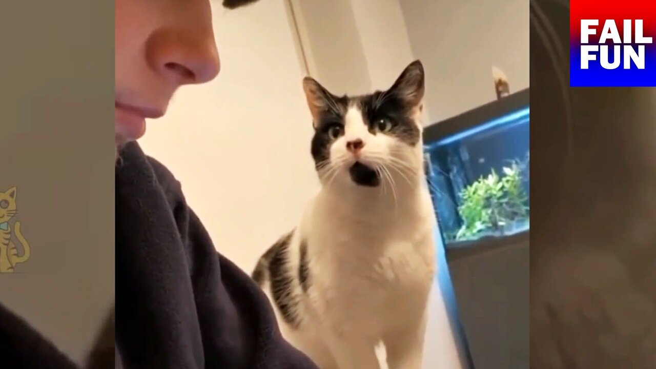 The cat wanting to get the attention of its owner!