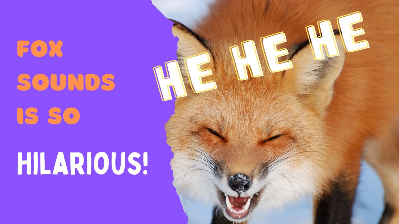 FUNNY ANIMALS Fox can laugh! fox is hilarious !!